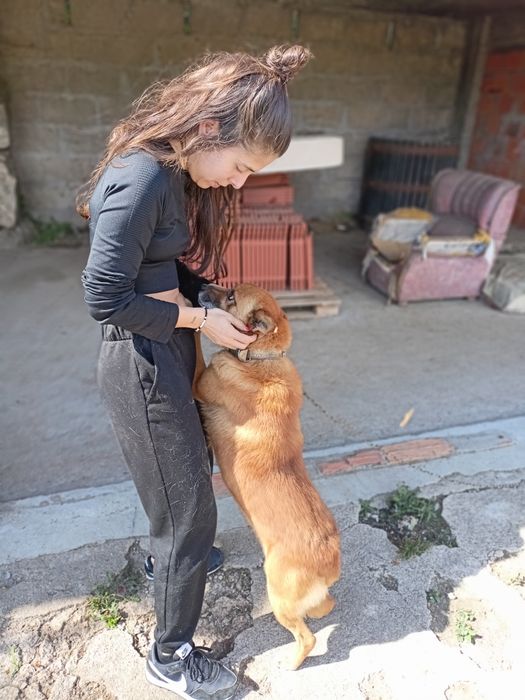 Cão meigo para adoção