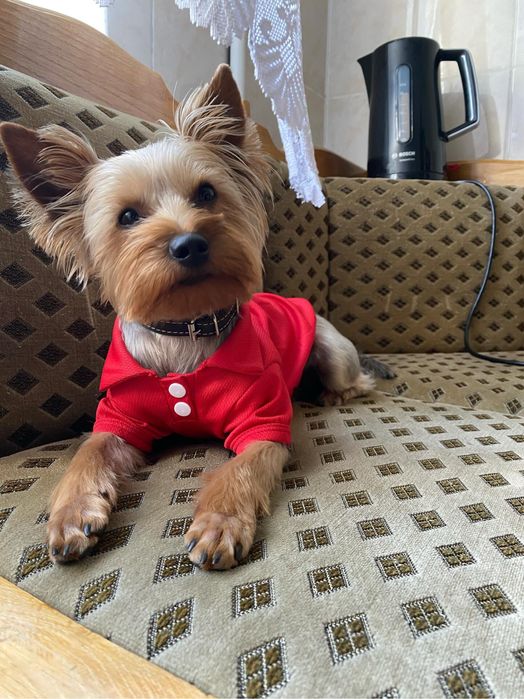 Вʼязка Йорка хлопчик