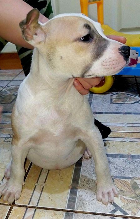 Цуценята Амстафф