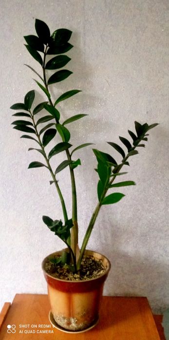 Замиокулькас. Рео. Каланхоэ. Толстянка.