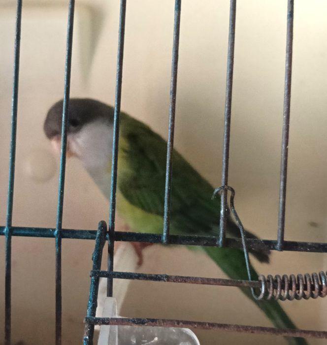 Psitacideos diversos