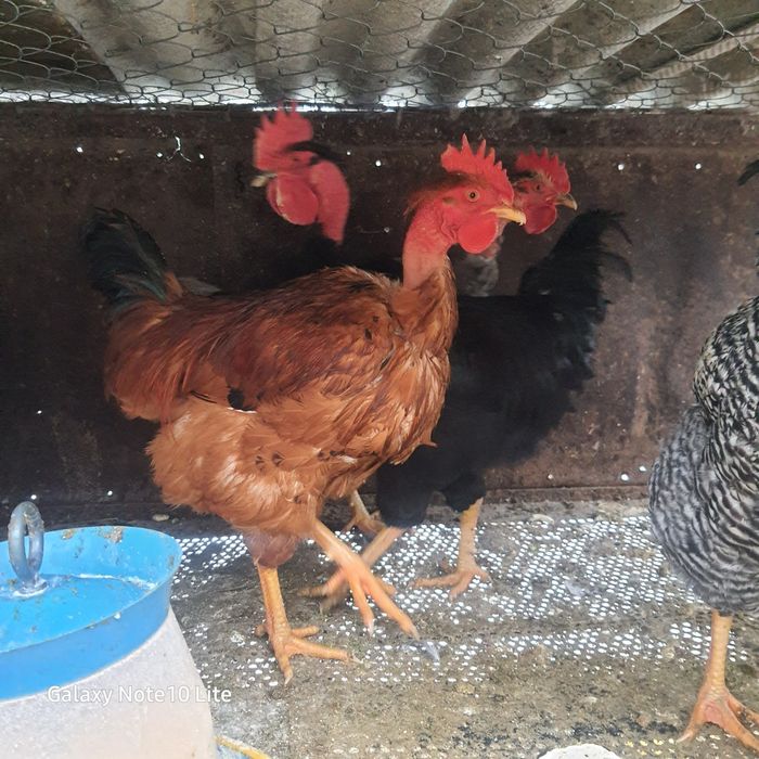 Продам молодих півнів