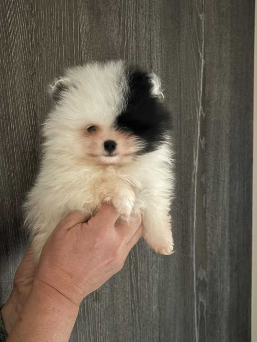 szpic miniaturowy pomeranian