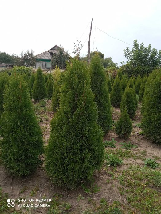 Продам Туя смарагд