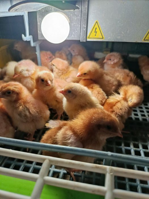 Pisklęta kurki nioski