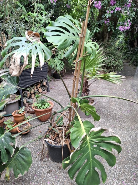 Monstera gigante.