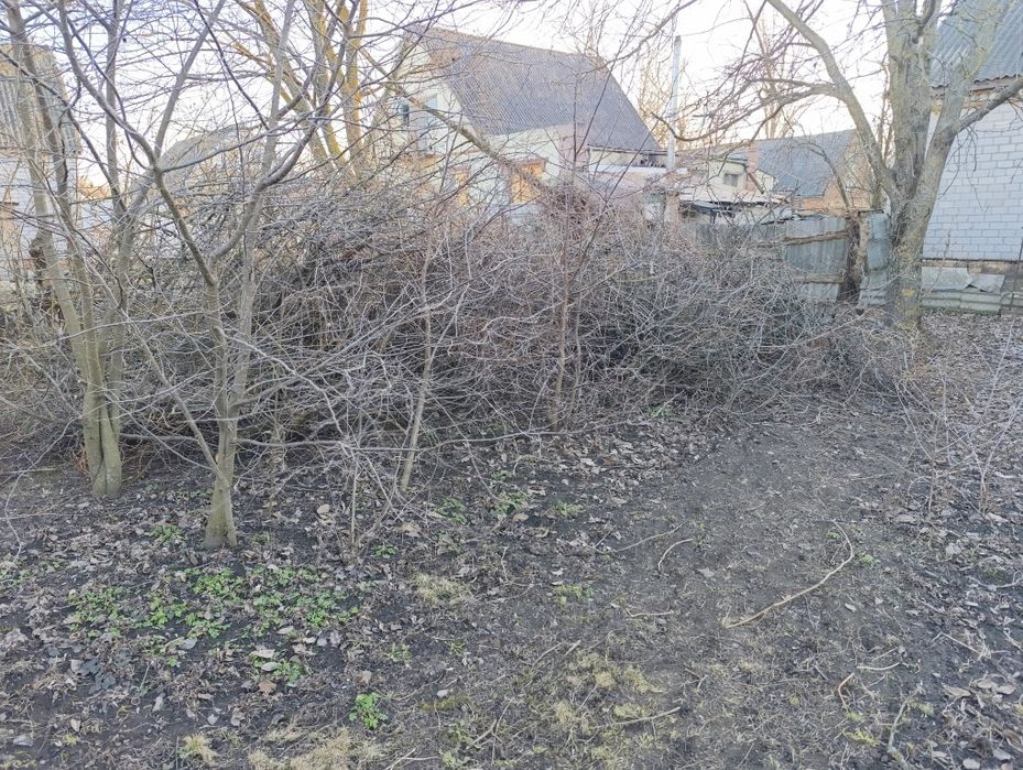 Віддам обрізані гілки фруктових дерев безкоштовно, самовивіз.