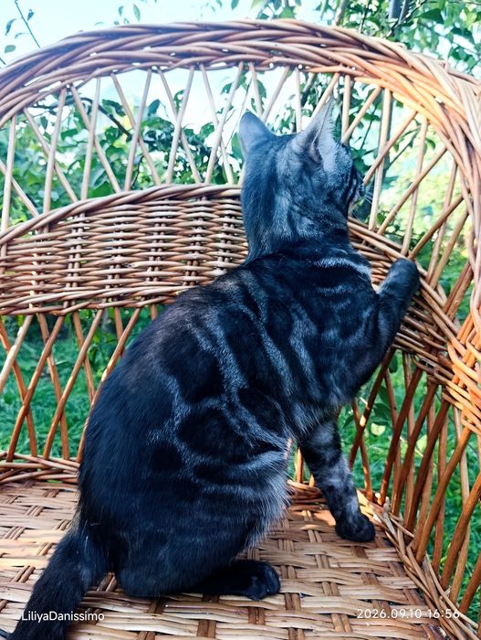Бенгальский кот серебро чаркоал 1,5 года