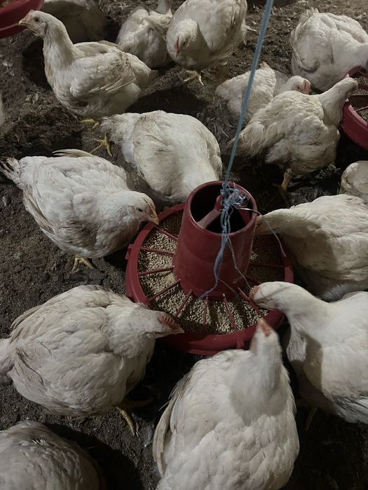 Бройлер доставка на дом живым весом росс 708/ кобб 500 циплята