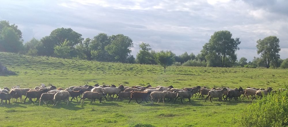 Баран вівці ярки овечка