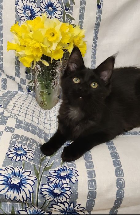 Мейн Кун девочка