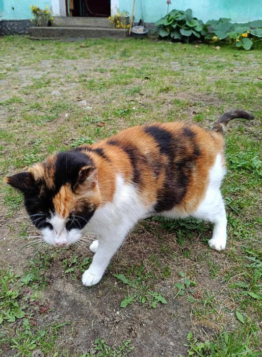 Turbo-słodziak kotka BOŻENKA szuka domu :)