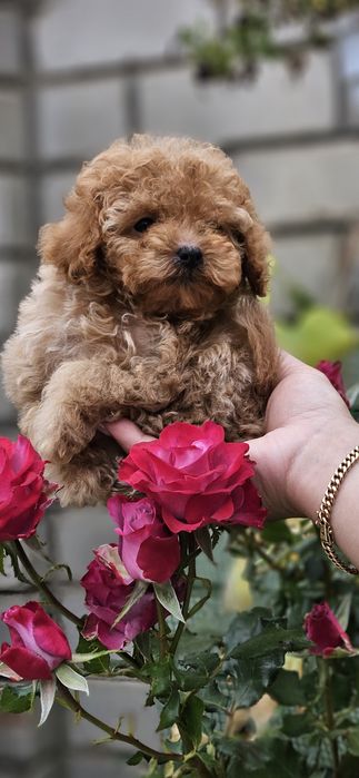 Мини тикапушка девочка