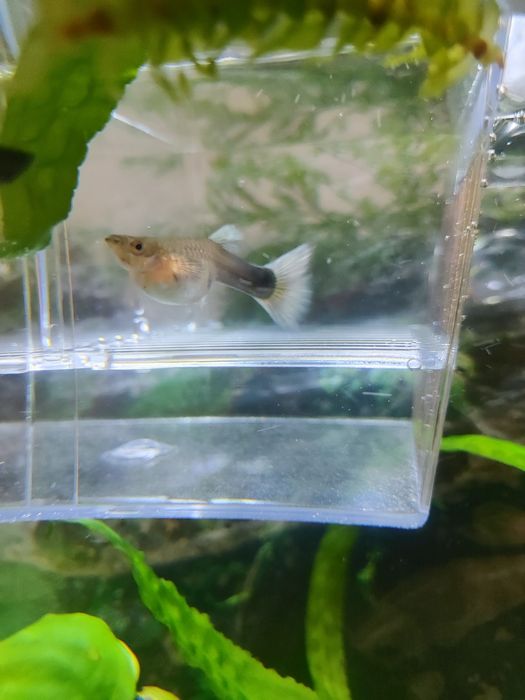 Пара дорослих гуппі.