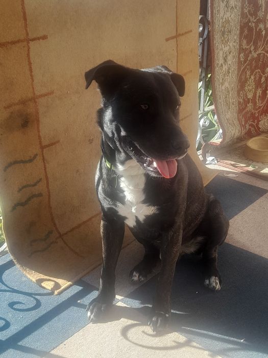 Pitbull para adopção