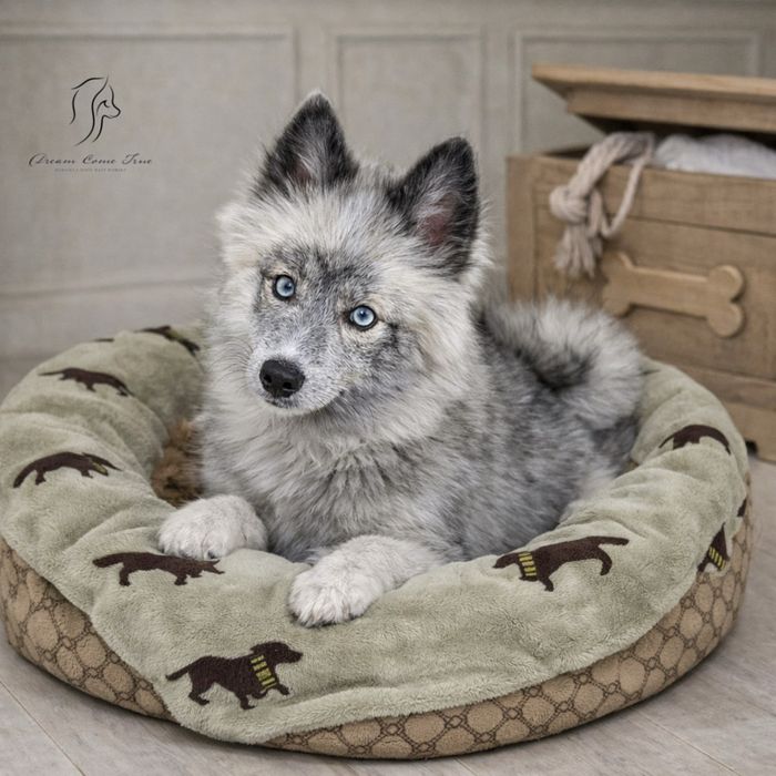 Pomsky ( Mini Husky )