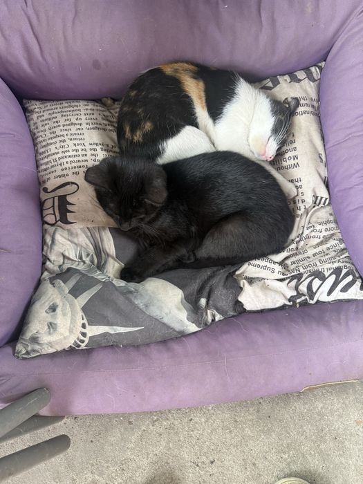 Oddam 2 kotki i 2 kocury