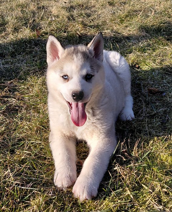 Siberian husky  pies