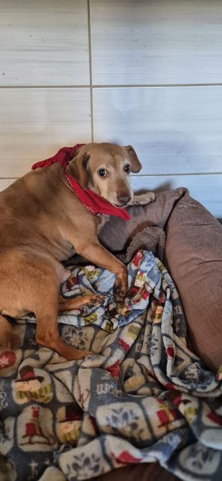 Piesek Około 10 lat