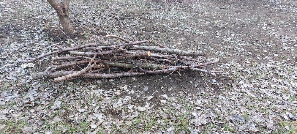 Дрова. Дрова фруктовые, шашлычные.Тополь, акація, абрикос