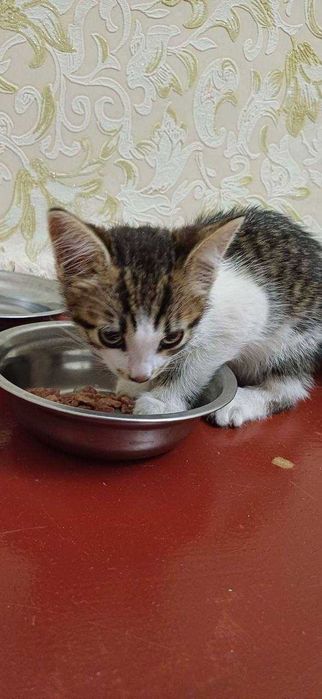 Отдам кошечку в добрые руки
