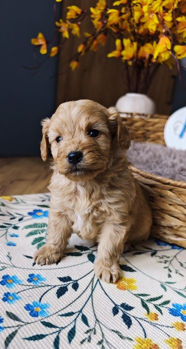 REZERWACJA**Cockapoo** uroczy piesek !