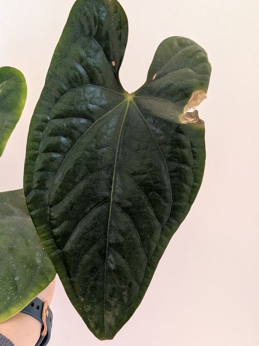 Anthurium nigrolaminum Gigi x luxuriance