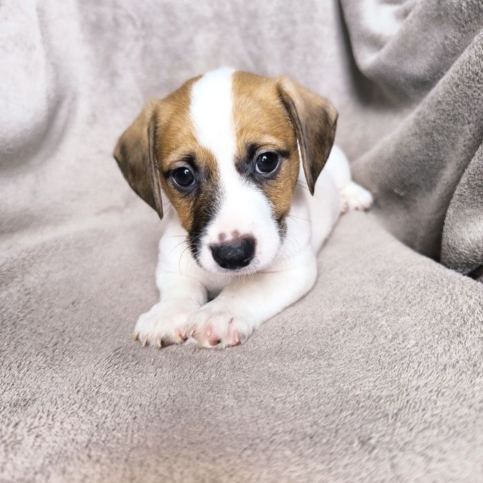 Хлопчик Джек Рассел