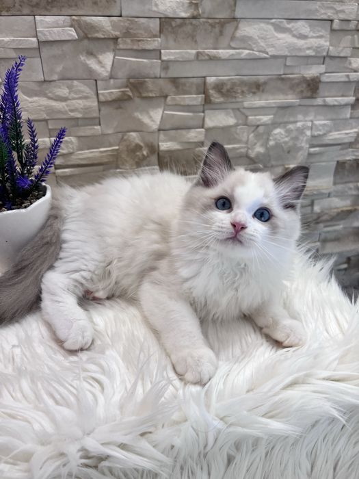 Ragdoll kocur Alex , rodowod FPL.