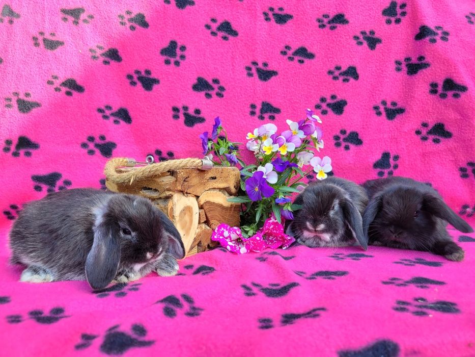 Rasowe króliczki mini lop