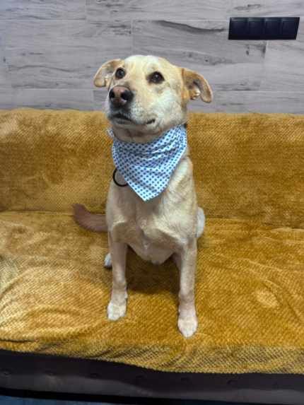 Piesek około 3 lata