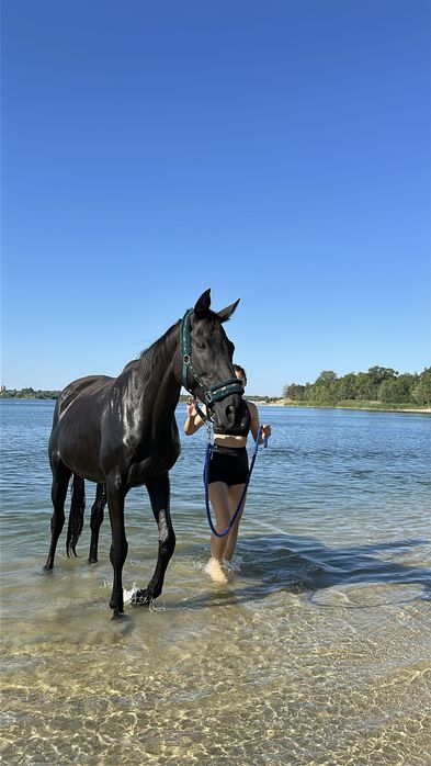 Кобила, кінь , лошадь