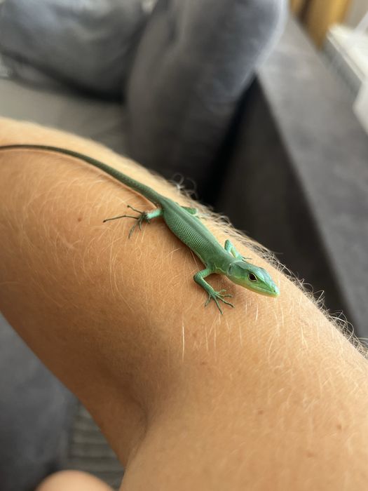 Jaszczurka gastropholis prasina /młode