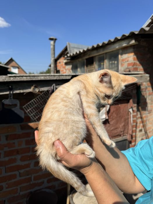 Кошеня шукає родину