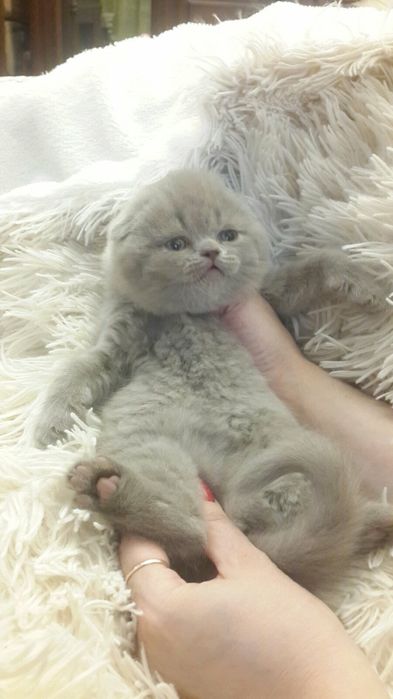 Вислоухие котята с документами,необыкновенного окраса, для Вас!