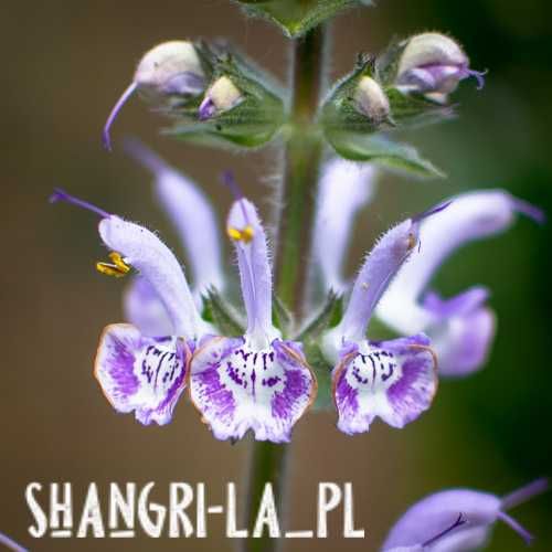 Szałwia hybryda - SHANGRI-LA (Salvia MOORCROFTIANA x INDICA)