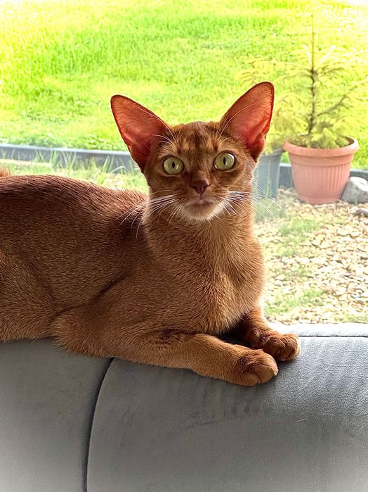 Kot abisyński do adopcji - Inola