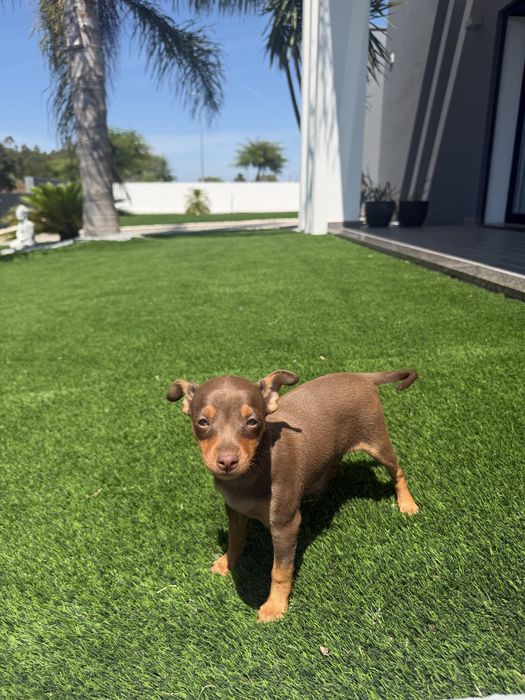 Pinscher bebe femea