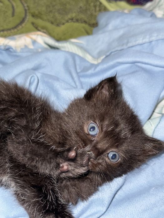 Віддамо в хороші руки котиків