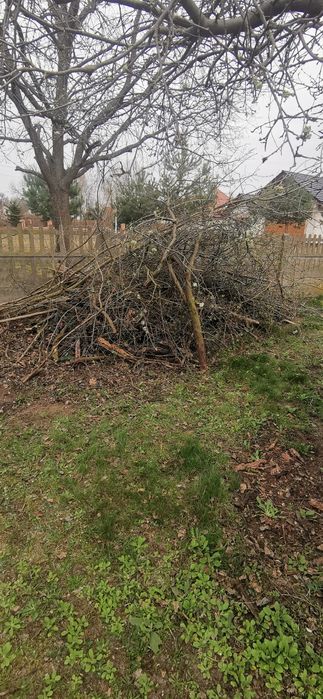 Oddam dużą ilość gałęzi. Sosna brzoza klon