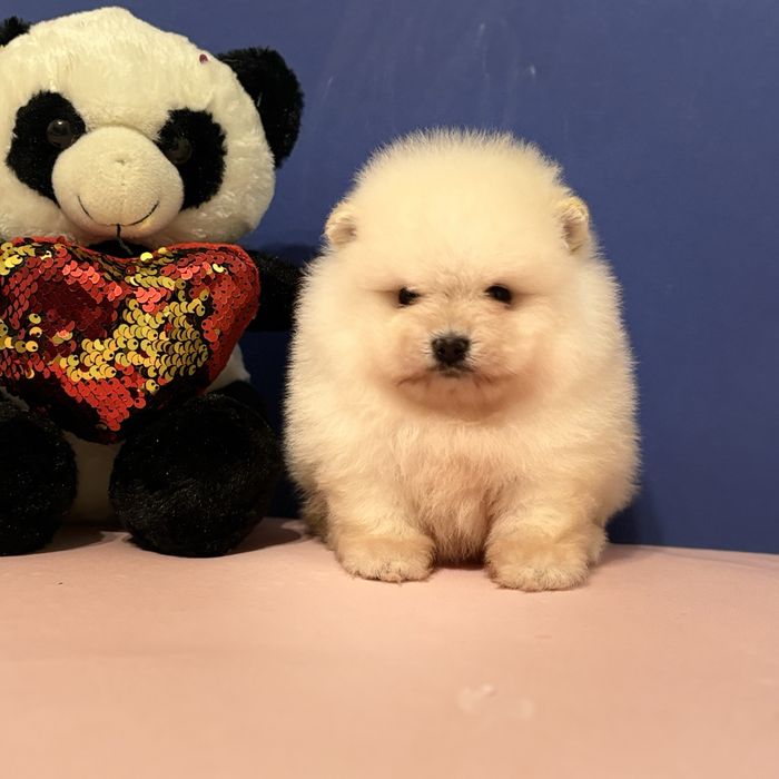 хлопчик шоу класу тип ведмедика