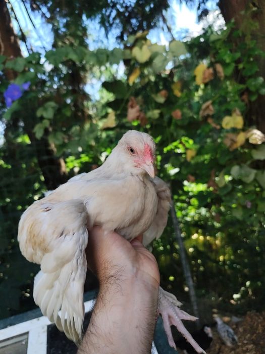 Machos Olive egger com 2 meses