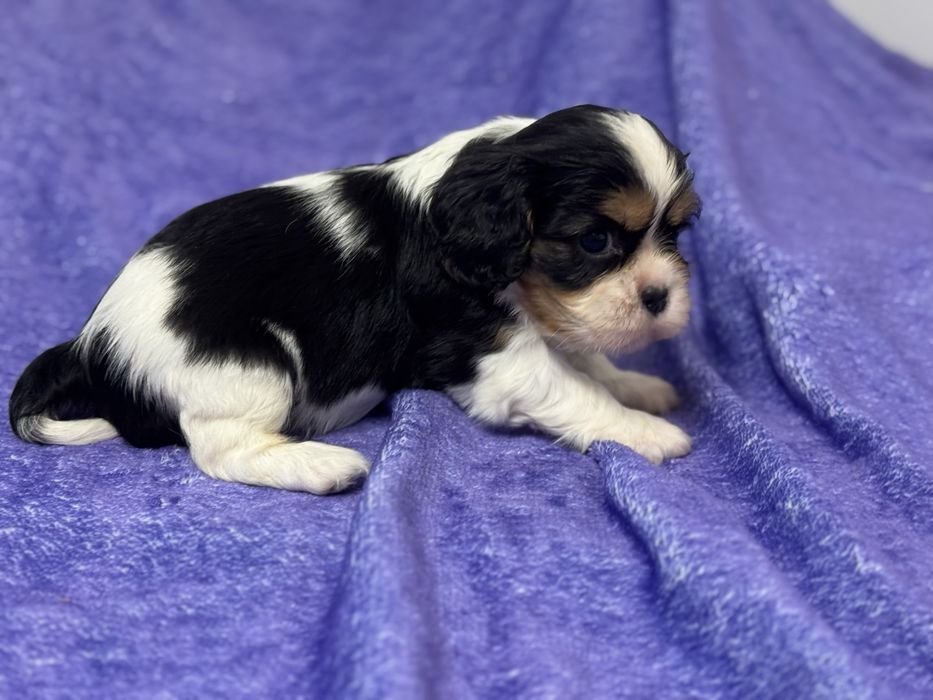 Cavalier king Charles macho com Lop e afixo