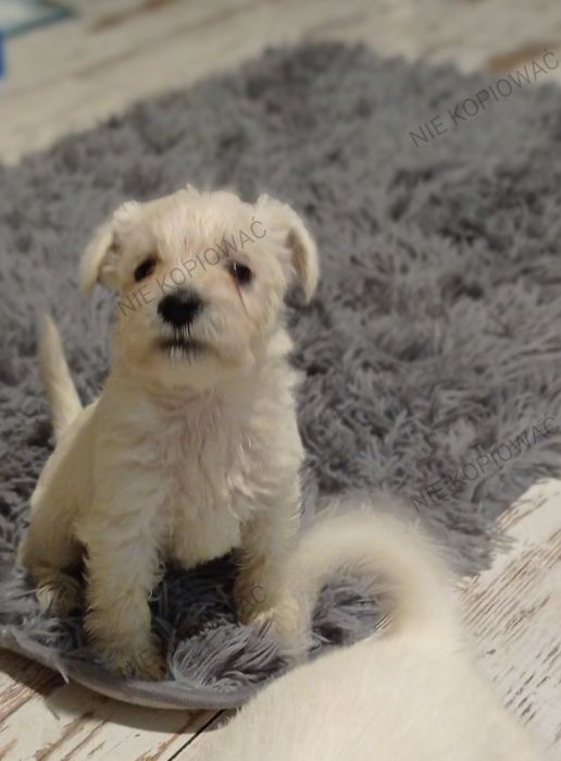 sznaucer miniaturowy miniatura biały suczka sunia