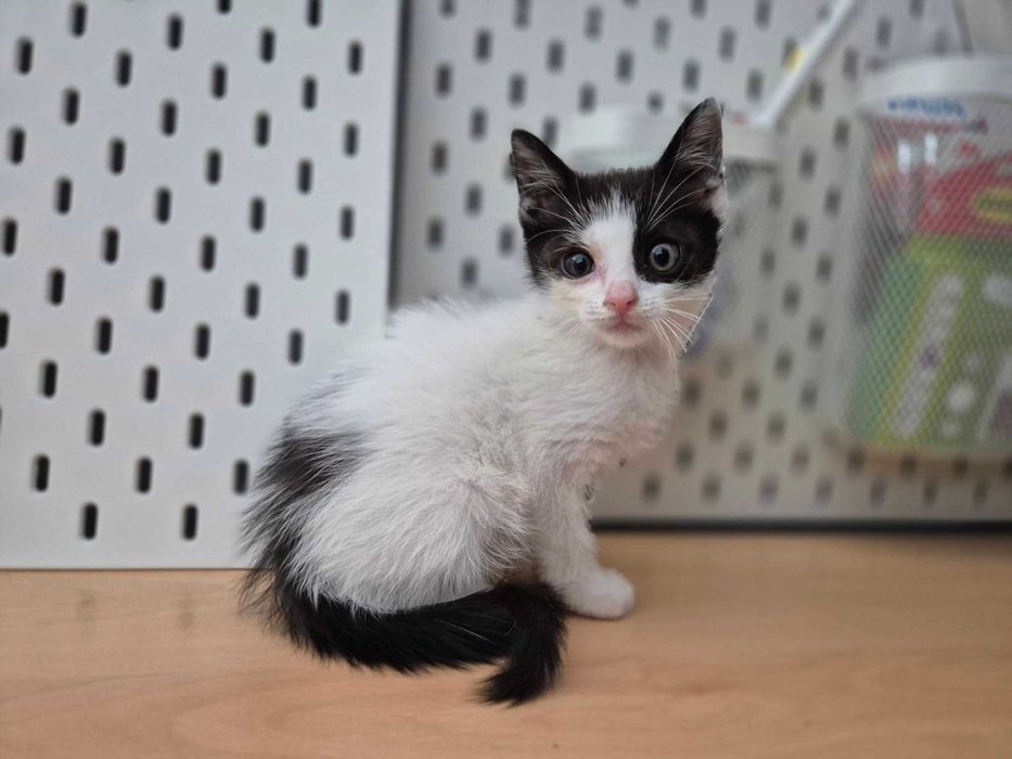 OREO - kociak do adopcji