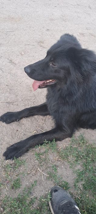 Dá-se cão labrador/castro laboreiro