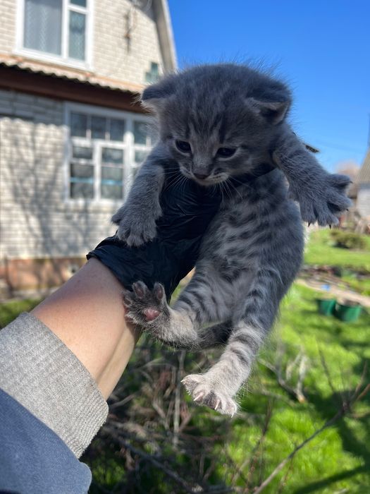 Кошенята віддам в добрі руки