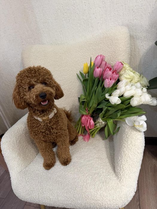 Міні/той пудель для в’язки