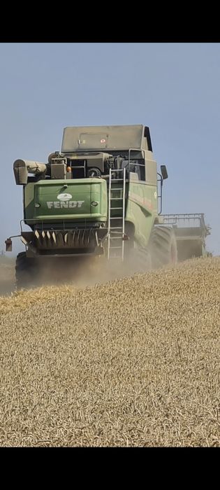 Pszenica jara  25kg wysyłka od rolnika