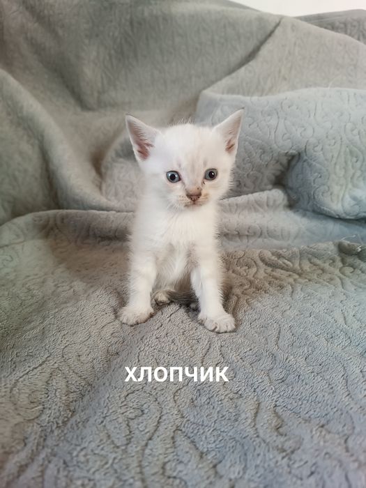 Кошенята шукають люблячу родину